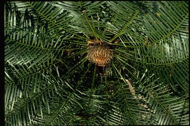 APII jpeg image of Cycas armstrongii  © contact APII