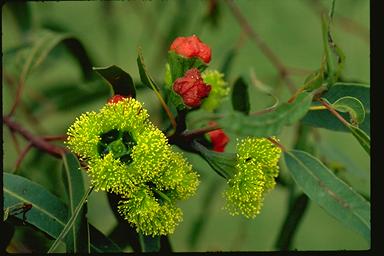 APII jpeg image of Eucalyptus erythrocorys  © contact APII