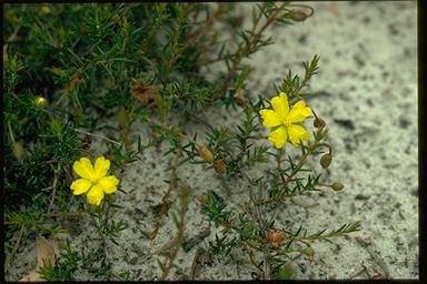 APII jpeg image of Hibbertia acicularis  © contact APII