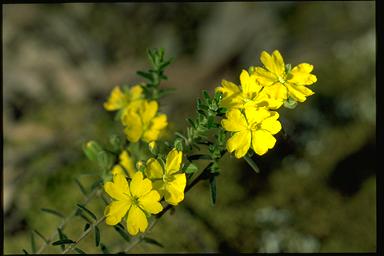 APII jpeg image of Hibbertia stricta  © contact APII