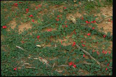 APII jpeg image of Kennedia prostrata  © contact APII