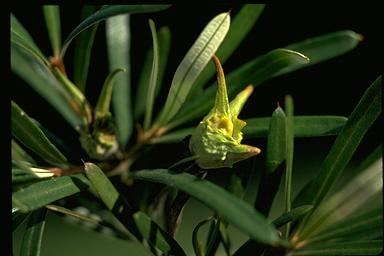 APII jpeg image of Lambertia formosa  © contact APII