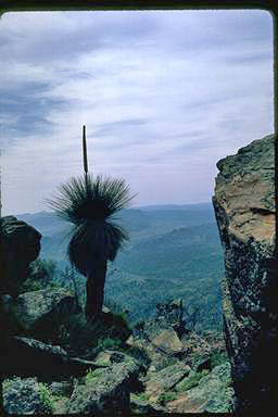 APII jpeg image of Xanthorrhoea quadrangulata  © contact APII