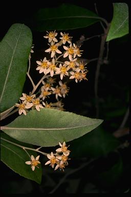 APII jpeg image of Olearia argophylla  © contact APII