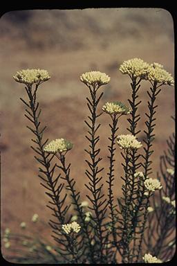 APII jpeg image of Ozothamnus lepidophyllus  © contact APII