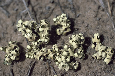 APII jpeg image of Xanthoparmelia semiviridis  © contact APII