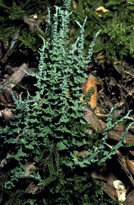 APII jpeg image of Cladonia scabriuscula  © contact APII