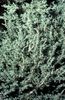 APII jpeg image of Stereocaulon ramulosum  © contact APII