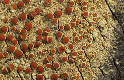 APII jpeg image of Haematomma eremaeum  © contact APII