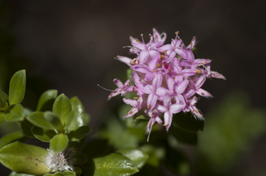 APII jpeg image of Pimelea ferruginea  © contact APII