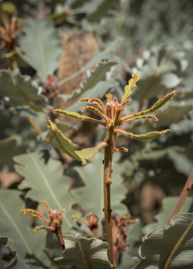 APII jpeg image of Banksia solandri  © contact APII