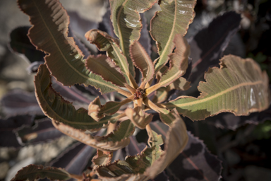 APII jpeg image of Banksia solandri  © contact APII