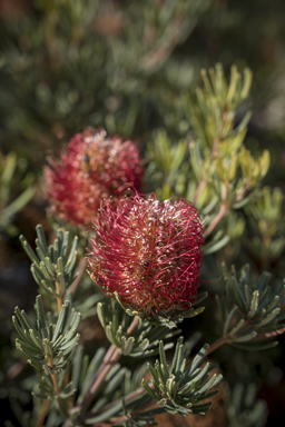 APII jpeg image of Banksia occidentalis  © contact APII