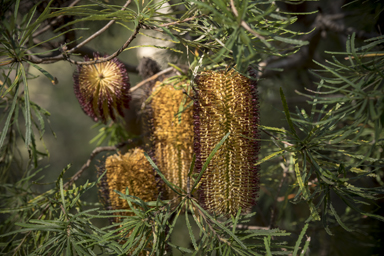 APII jpeg image of Banksia spinulosa var. spinulosa  © contact APII