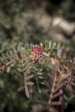 APII jpeg image of Grevillea caleyi  © contact APII