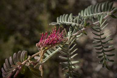 APII jpeg image of Grevillea caleyi  © contact APII