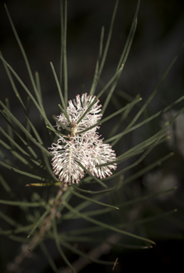 APII jpeg image of Hakea drupacea  © contact APII