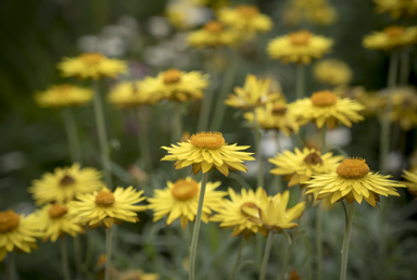 APII jpeg image of Xerochrysum bracteatum 'Dargan Hill Monarch'  © contact APII