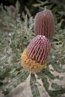 APII jpeg image of Banksia menziesii  © contact APII