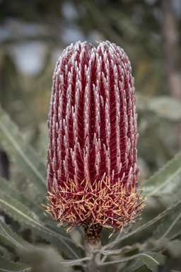 APII jpeg image of Banksia menziesii  © contact APII