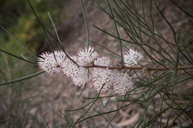 APII jpeg image of Hakea drupacea  © contact APII