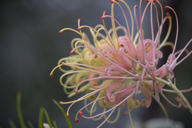 APII jpeg image of Grevillea bipinnatifida 'Peaches and Cream'  © contact APII