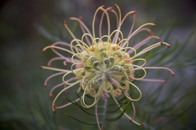 APII jpeg image of Grevillea bipinnatifida 'Peaches and Cream'  © contact APII