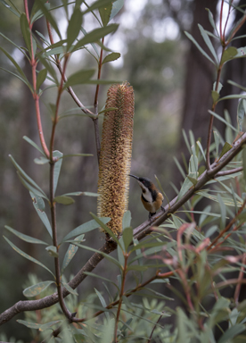 APII jpeg image of Banksia paludosa  © contact APII