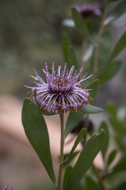 APII jpeg image of Isopogon cuneatus  © contact APII