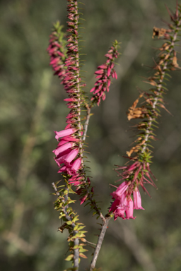 APII jpeg image of Epacris impressa  © contact APII