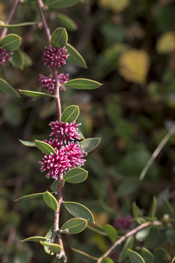 APII jpeg image of Hakea 'Burrendong Beauty'  © contact APII