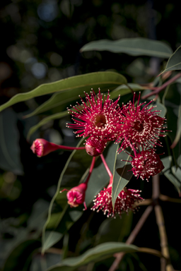 APII jpeg image of Corymbia 'Summer Red'  © contact APII