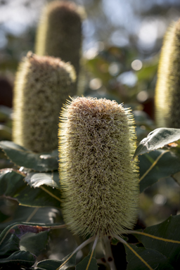 APII jpeg image of Banksia robur  © contact APII