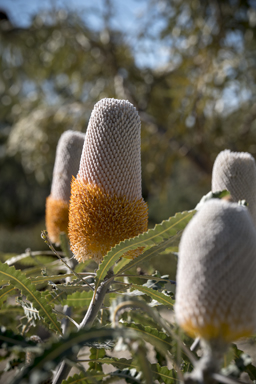 APII jpeg image of Banksia prionotes  © contact APII