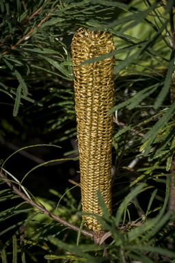APII jpeg image of Banksia spinulosa var. spinulosa  © contact APII