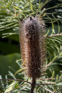 APII jpeg image of Banksia spinulosa var. spinulosa  © contact APII