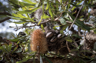 APII jpeg image of Banksia aemula  © contact APII