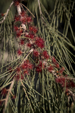 APII jpeg image of Allocasuarina littoralis  © contact APII