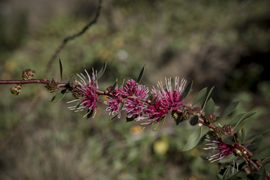 APII jpeg image of Hakea 'Burrendong Beauty'  © contact APII