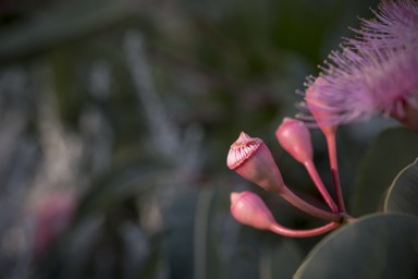 APII jpeg image of Corymbia 'Summer Beauty'  © contact APII