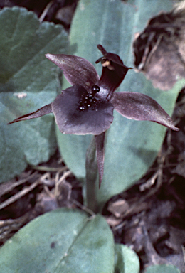 APII jpeg image of Chiloglottis x pescottiana  © contact APII