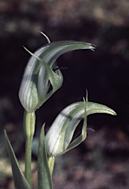 APII jpeg image of Pterostylis monticola  © contact APII