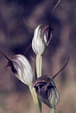 APII jpeg image of Pterostylis pedunculata  © contact APII