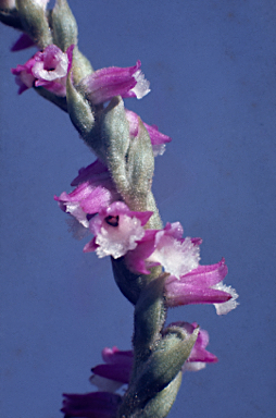 APII jpeg image of Spiranthes australis  © contact APII