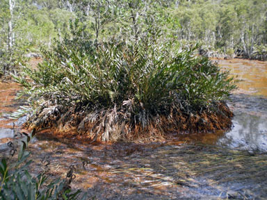 APII jpeg image of Acrostichum speciosum  © contact APII