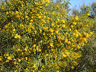 APII jpeg image of Acacia calamifolia  © contact APII