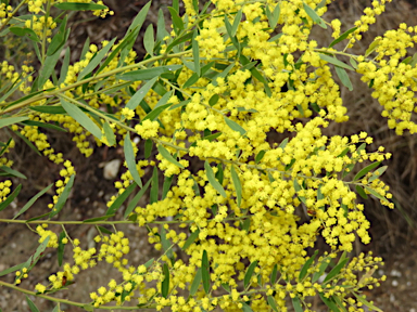 APII jpeg image of Acacia fimbriata  © contact APII