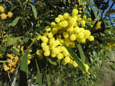 APII jpeg image of Acacia pycnantha  © contact APII