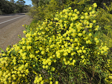 APII jpeg image of Acacia triquetra  © contact APII