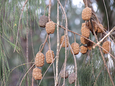 APII jpeg image of Allocasuarina torulosa  © contact APII